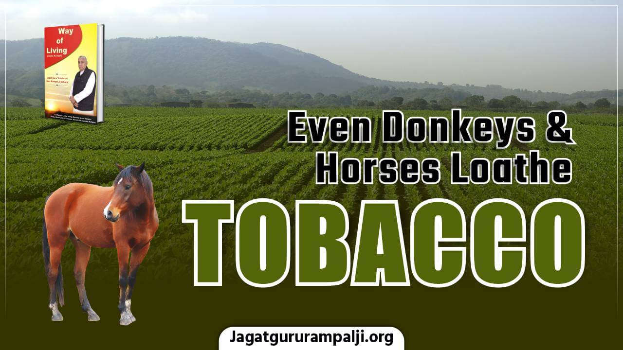 Even Donkeys & Horses Loathe Tobacco (Way of Living)